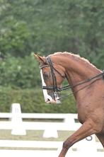 Mooi rondgenaaid stang en trens hoofdstel full, Dieren en Toebehoren, Paarden en Pony's | Hoofdstellen en Tuigage, Ophalen of Verzenden