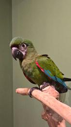 Leuke tamme Ara Severa, Dieren en Toebehoren, Vogels | Parkieten en Papegaaien, Vrouwelijk, Papegaai, Geringd
