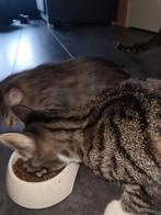 Gratis kittens, Dieren en Toebehoren, Ophalen of Verzenden