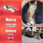 Kat vermist! Marcy 2j.oud  Tussen de Vaarten Almere, Poes, Gechipt, 0 tot 2 jaar