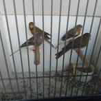 Kanaries, Dieren en Toebehoren, Mannelijk, Kleurkanarie