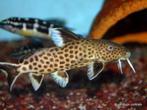 Synodontis irsacae Tanganyika meerval, Dieren en Toebehoren, Vissen | Aquariumvissen, Vis