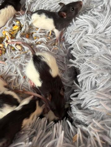 Baby Zwart/witte japanner ratten rittens beschikbaar beschikbaar voor biedingen