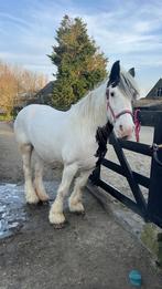 Lieve verzorgster gezocht, Ophalen