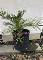 Fraaie Phoenix Canarische dadelpalm, In pot, Minder dan 100 cm, Lente, Volle zon