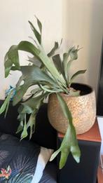 Hertshoorn varen, Ophalen, Overige soorten, Halfschaduw, Minder dan 100 cm