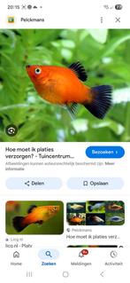 Gezocht ballon mollys en zwaarddragers platy s !!!!, Vis