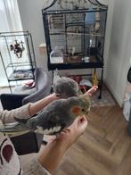 2 valkparkieten mannelijk en vrouwelijk, Dieren en Toebehoren, Vogels | Parkieten en Papegaaien, Meerdere dieren, Parkiet