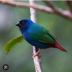 Gezocht Forbes papegaaiamadine koppel, Dieren en Toebehoren, Vogels | Overige Vogels, Meerdere dieren