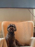 Labradoodle pups on the way, Dieren en Toebehoren, Honden | Niet-rashonden, 8 tot 15 weken, Parvo, Meerdere, Meerdere dieren