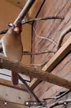 rode kardinalen 0-2, Dieren en Toebehoren, Vogels | Overige Vogels, Vrouwelijk, Tropenvogel, Geringd