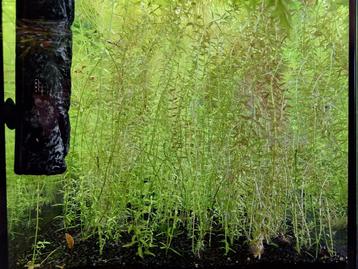 Rotala Rotundifolia beschikbaar voor biedingen