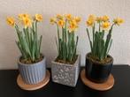 Narcis geel gehaakt, Ophalen of Verzenden, Nieuw, Haken, Overige typen