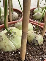 Caudex Bowiea Volubilis in de 30cm pot uit Zuid Afrika., Ophalen, Overige soorten, In pot, Bloeiende kamerplant