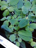 Grote drijfplanten voor aquarium., Dieren en Toebehoren, Vissen | Aquaria en Toebehoren, Ophalen, Plant(en), Steen of Hout