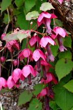 zaden Purple bell vine chinees purperklokje (eenjarig), Verzenden, Voorjaar, Halfschaduw, Zaad