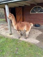 Alpaca, Dieren en Toebehoren, Overige Dieren, Augustus, Mannelijk