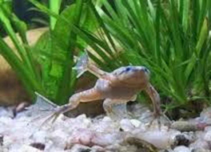 Dwergklauwkikker - kikker - leuk voor in je aquarium., Dieren en Toebehoren, Vissen | Aquariumvissen, Vis