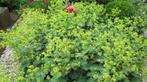 Vrouwenmantel, Alchemilla mollis, Overige soorten, Vaste plant, Ophalen of Verzenden, Halfschaduw