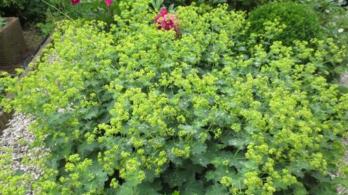 Vrouwenmantel, Alchemilla mollis, Tuin en Terras, Planten | Tuinplanten, Vaste plant, Overige soorten, Halfschaduw, Zomer, Ophalen of Verzenden