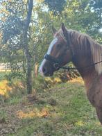 Super gave knappe pony zoekt 10* huis!, Dieren en Toebehoren, Pony's, Zadelmak, 3 tot 6 jaar, Recreatiepony, Merrie