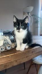 2 europese korthaar kittens, Dieren en Toebehoren, Meerdere dieren