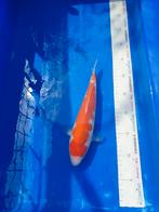 Kohaku dainichi te koop, Karper of Koi