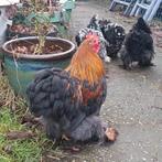 Cochin haan, Dieren en Toebehoren, Pluimvee, Mannelijk, Kip