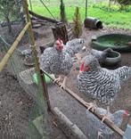 Noordhollandse Blauwe Hanen, Dieren en Toebehoren, Pluimvee, Mannelijk, Kip