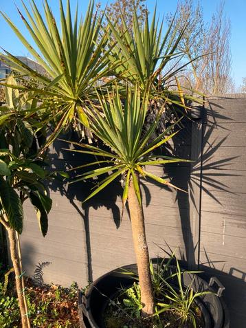 Xxl palm grote palmlelie vertakt op stam yucca gloriosa  beschikbaar voor biedingen