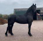 Te Koop: friese stermerrie, friese veulens, Dieren en Toebehoren, Hengst, Minder dan 160 cm, Dressuurpaard, 0 tot 2 jaar