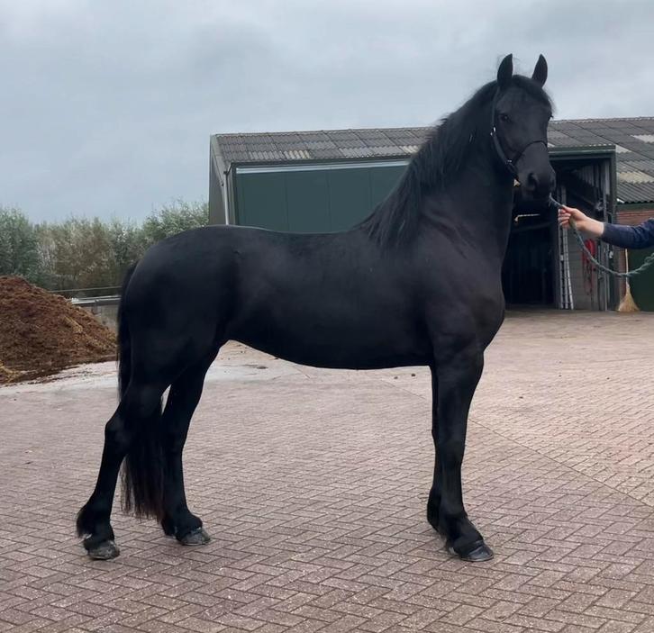 Te Koop: friese stermerrie, friese veulens, Dieren en Toebehoren, Paarden, Hengst, Minder dan 160 cm, 0 tot 2 jaar, Dressuurpaard