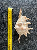 Strombidae Schelp - Zeeschelp, Verzamelen, Mineralen en Fossielen, Ophalen of Verzenden, Schelp(en)