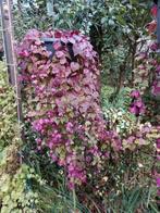 Chinees  purperklokje, Ophalen, Bloeit niet, Overige soorten