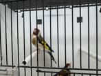 Majoor putters, Meerdere dieren, Wildzangvogel
