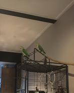 Twee tamme Alexander parkieten, Mannelijk, Parkiet