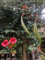 Trompetklimmer Zaden - Rode Bloemen, Volle zon, Vaste plant, Ophalen of Verzenden, Klimplanten
