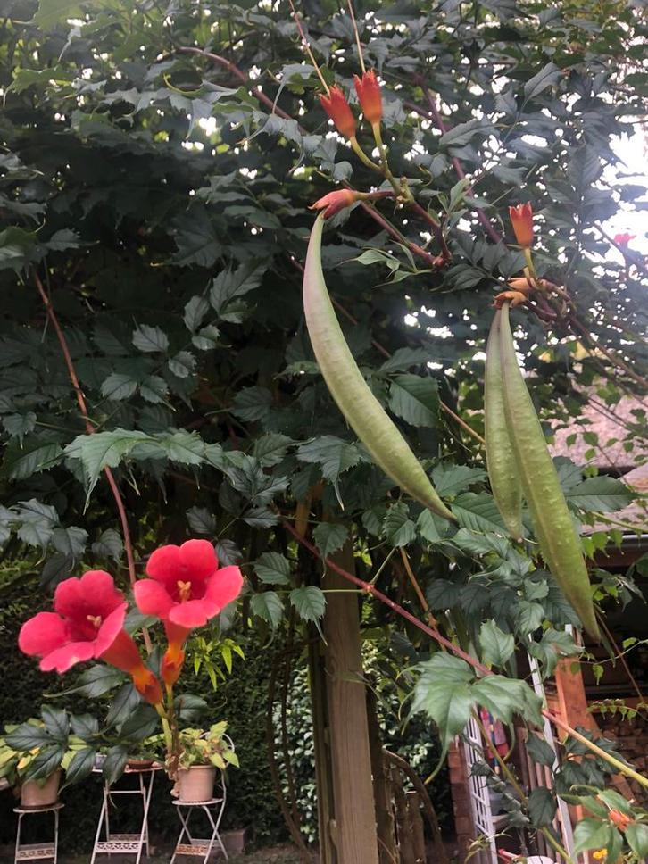 Trompetklimmer Zaden - Rode Bloemen, Tuin en Terras, Planten | Tuinplanten, Vaste plant, Klimplanten, Volle zon, Zomer, Ophalen of Verzenden