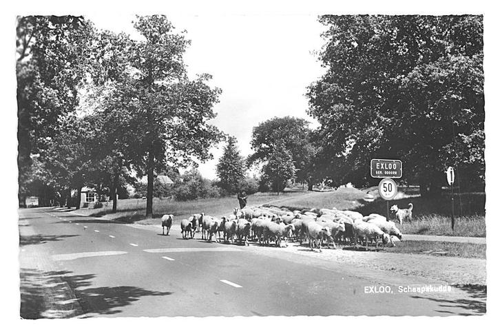 975578 Exloo Drenthe 1964 Schaapskudde Gelopen met postzegel, Verzamelen, Ansichtkaarten | Nederland, Gelopen, Drenthe, 1960 tot 1980