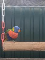 Mooie jonge Lori van de Blauwe bergen  100 euro, Dieren en Toebehoren, Vogels | Parkieten en Papegaaien, Mannelijk, Papegaai