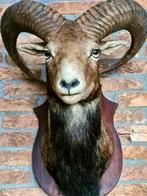 Taxidermie Moeflon hoofd, Ophalen of Verzenden, Zo goed als nieuw, Overige soorten, Opgezet dier