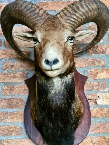 Taxidermie Moeflon hoofd beschikbaar voor biedingen