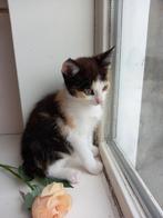 Super lieve kitten mag naar een goud mandje, Dieren en Toebehoren, Katten en Kittens | Overige Katten, Poes, Kortharig, 0 tot 2 jaar