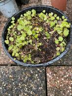 muurleeuwebek, Volle zon, Vaste plant, Zomer, Ophalen