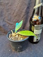 Hoya sp Germany, Huis en Inrichting, Kamerplanten, Overige soorten, In pot, Minder dan 100 cm, Bloeiende kamerplant