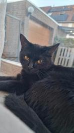 Twee Halve britse korthaar poezen, Dieren en Toebehoren, Katten en Kittens | Overige Katten, Poes