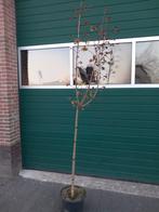 Acer platanoides 'Globosum ', Tuin en Terras, Planten | Bomen, Halfschaduw, Lente, 100 tot 250 cm, Ophalen