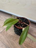 Philodendron painted Leady, Ophalen of Verzenden, Halfschaduw, Minder dan 100 cm