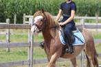 Prachtige Tinker Roan, Dieren en Toebehoren, Minder dan 160 cm, Ruin, Zadelmak, Recreatiepaard