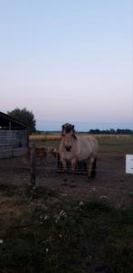 Weide gang voor een shetlander of  pony tot 1.50 cm, Dieren en Toebehoren, Stalling en Weidegang